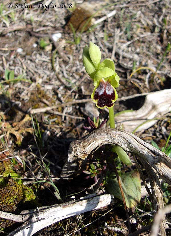 Ophrys ortuabis